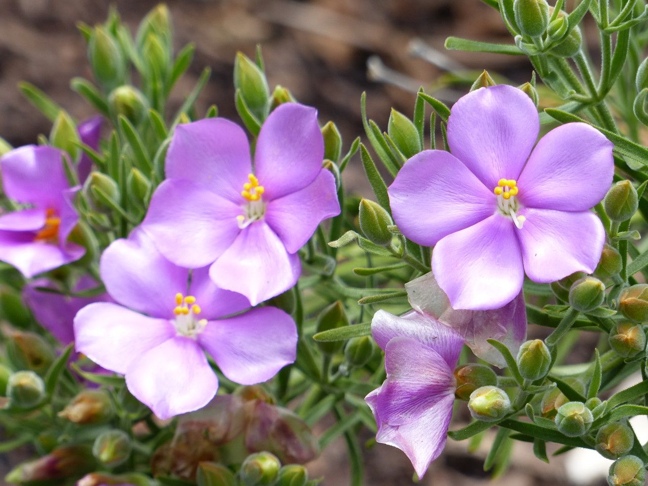Orphium frutescens — search result for 'Gentianaceae'
