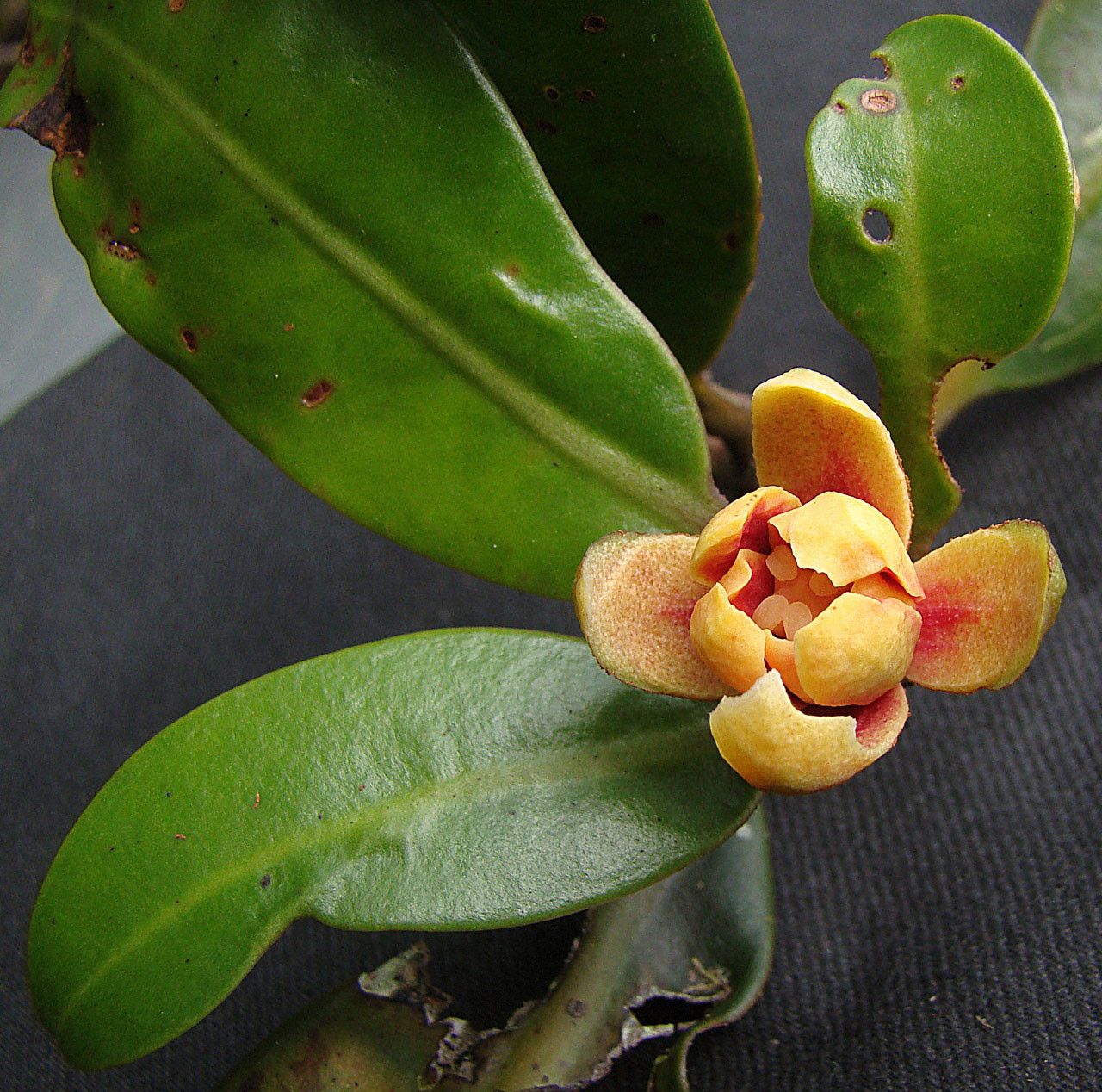 Zygogynum baillonii flower