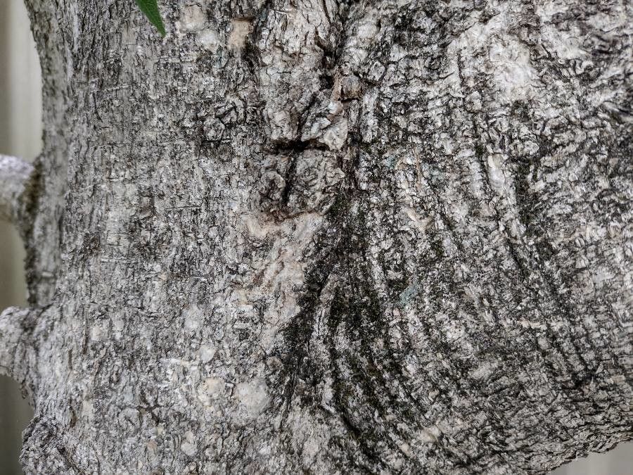 Auranticarpa rhombifolia bark
