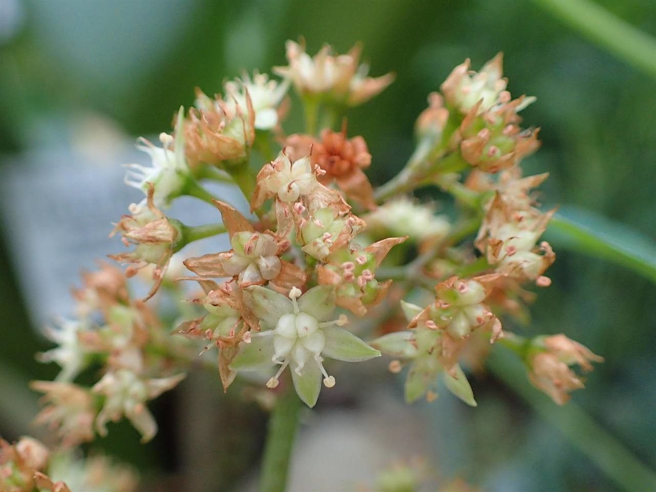 Crassula streyi flower