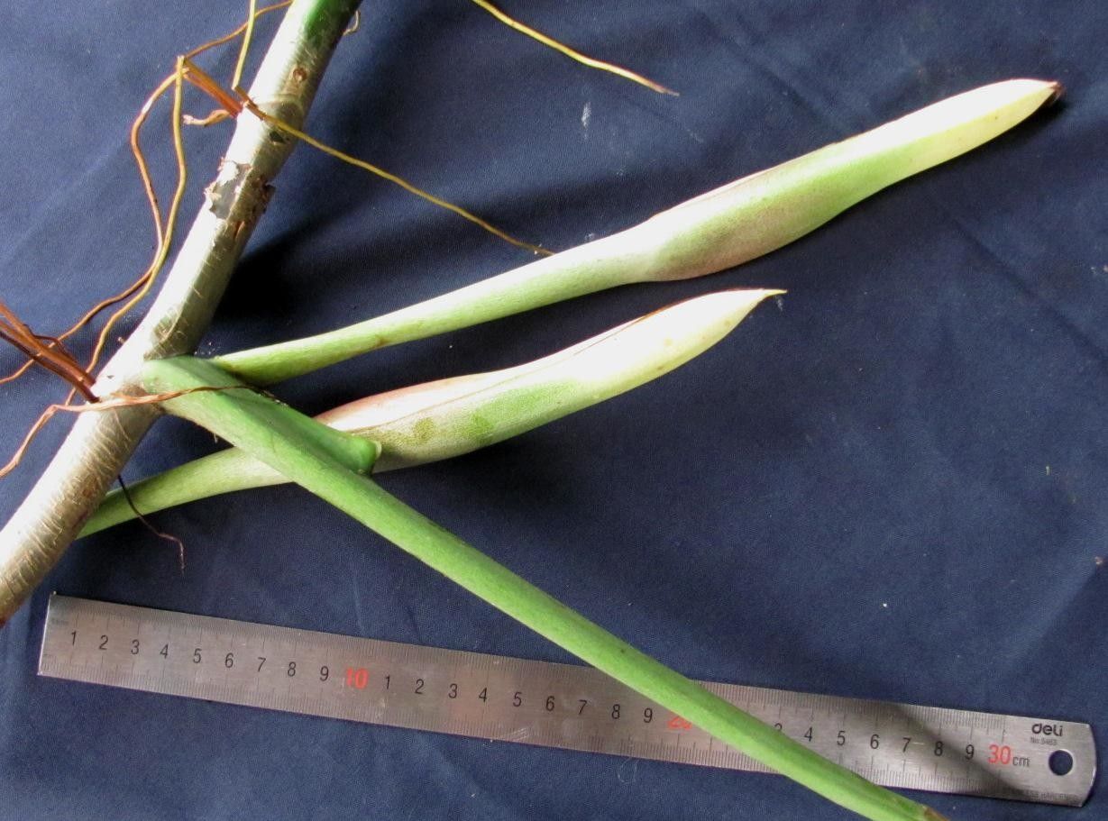 Philodendron angustilobum bark