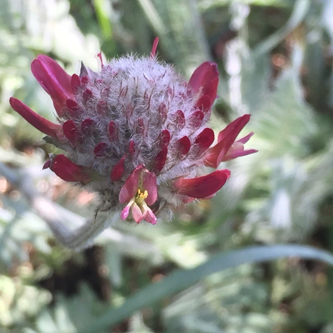 Astragalus cedreti flower