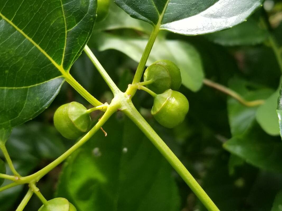 Colubrina asiatica fruit