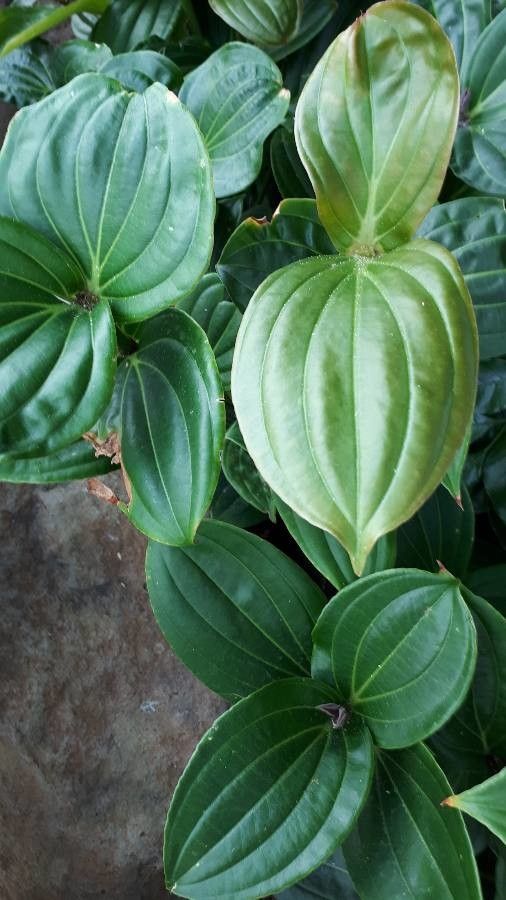 Medinilla myriantha leaf