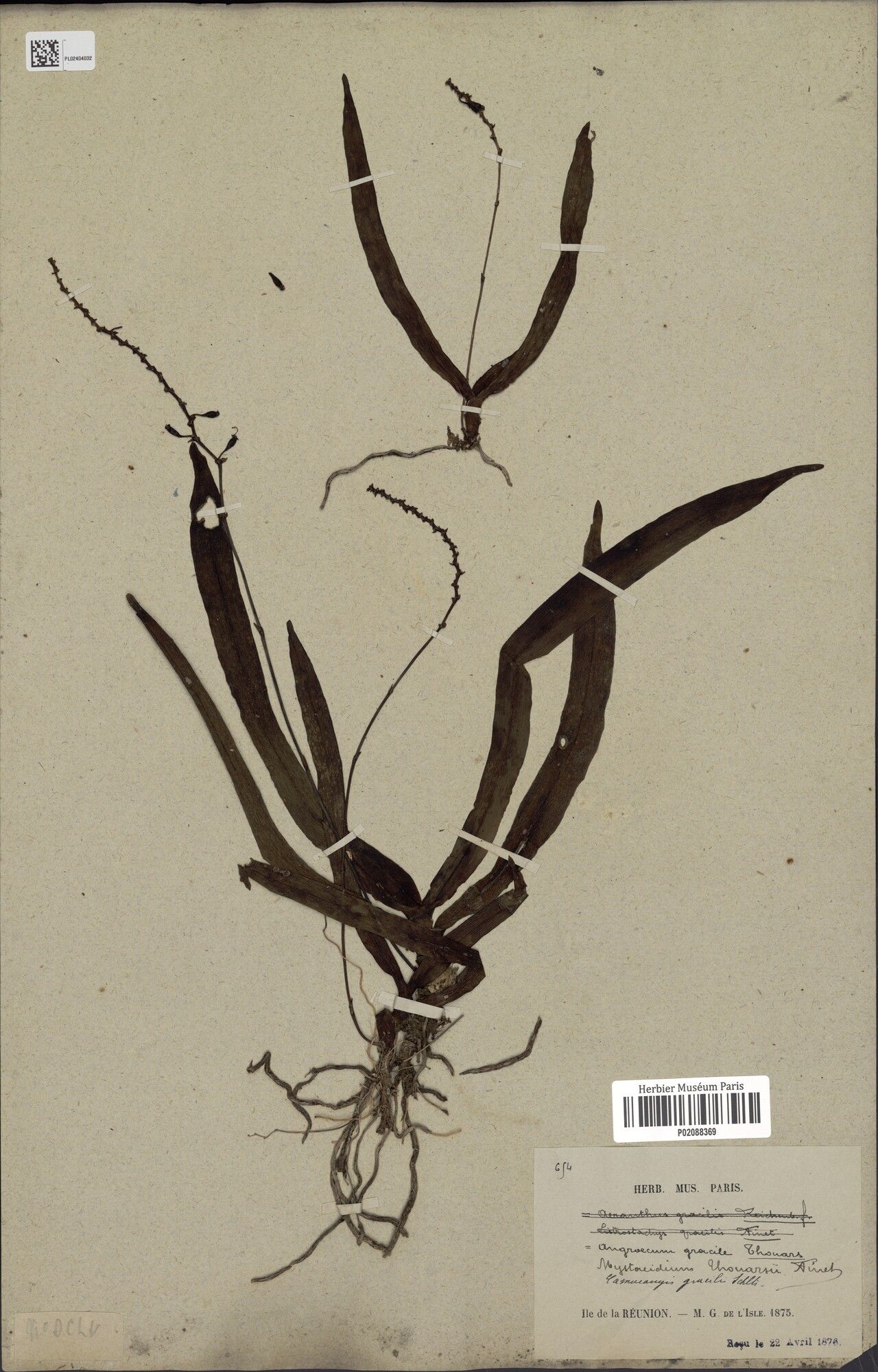 Angraecum gracile — houseplant care guide