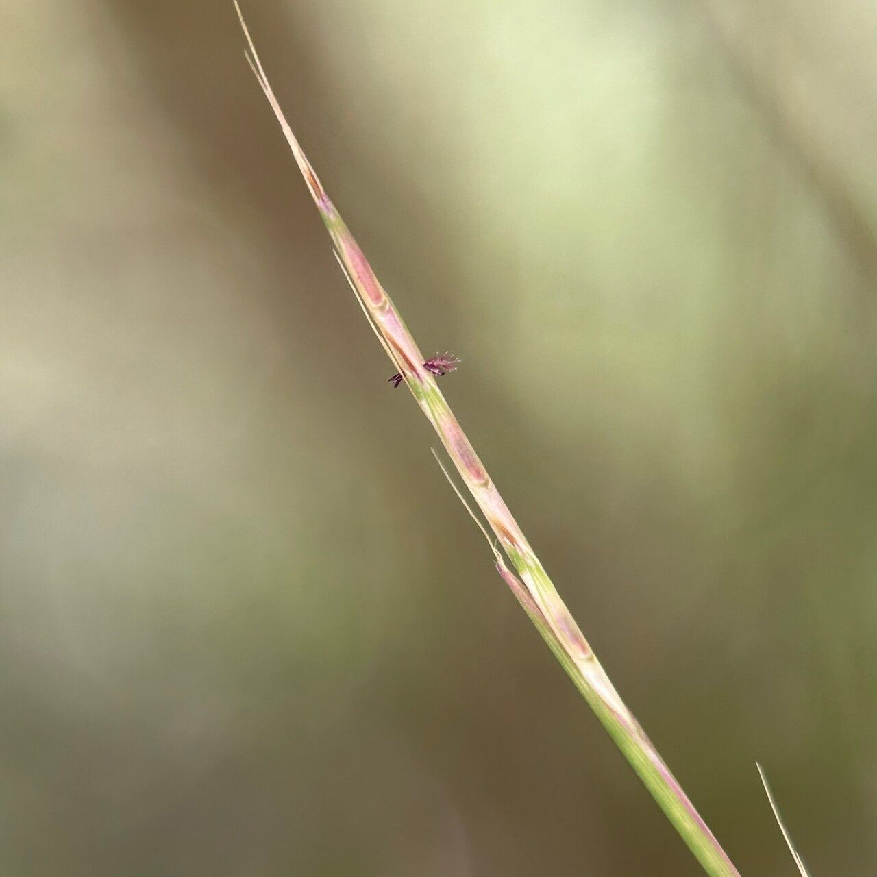 Schizachyrium brevifolium flower