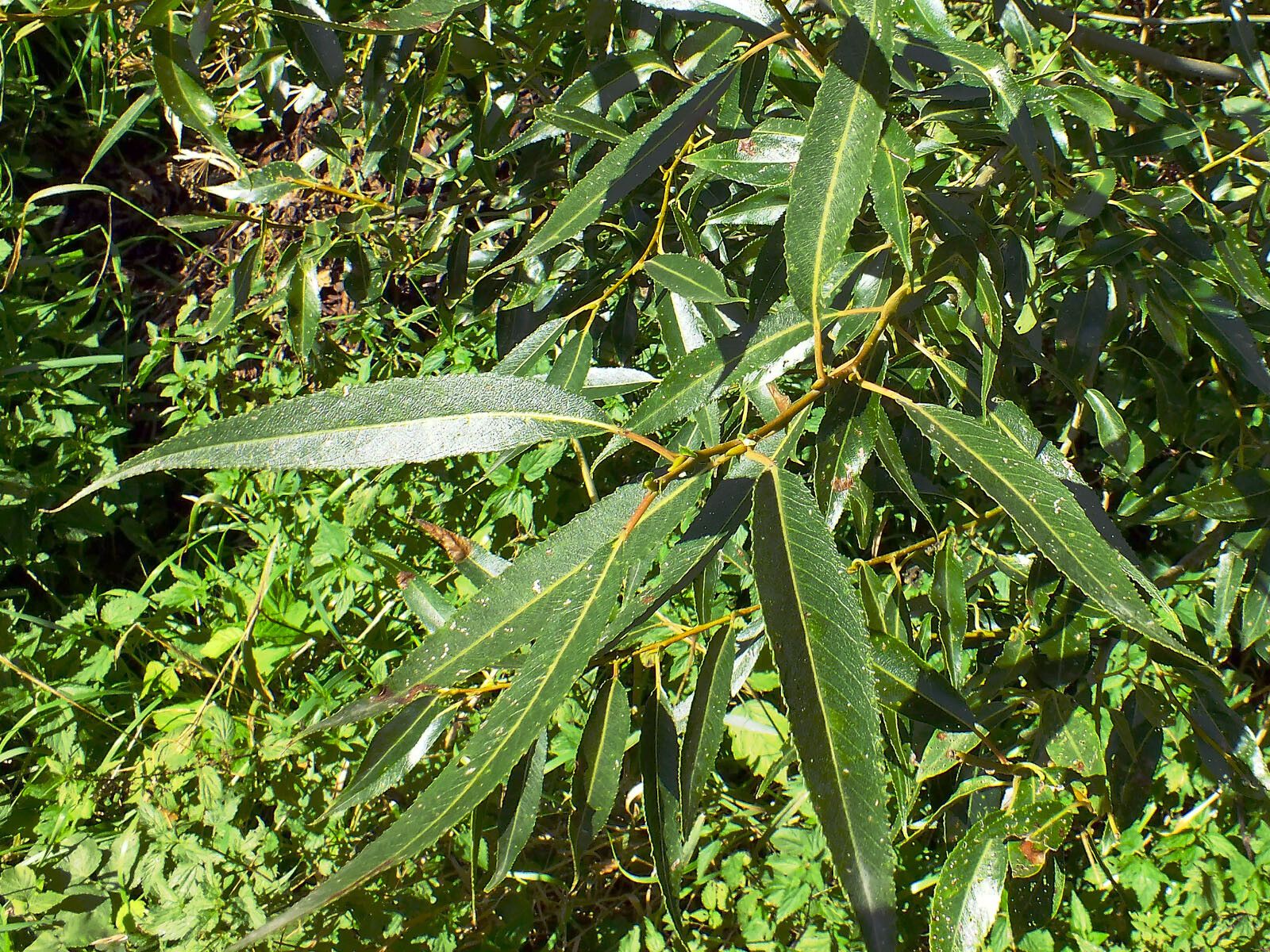 Salix lucida