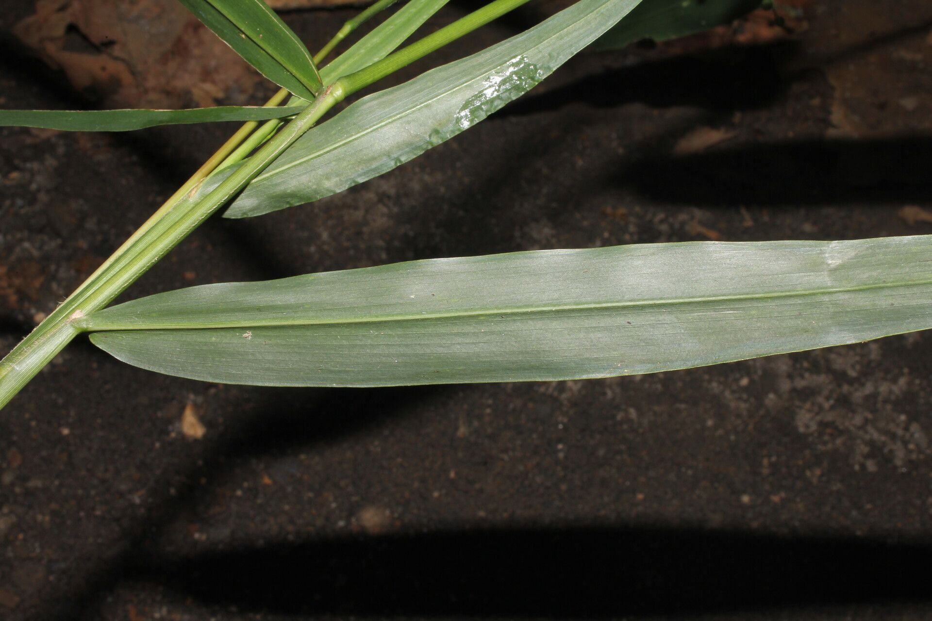 Lasiacis oaxacensis — houseplant care guide