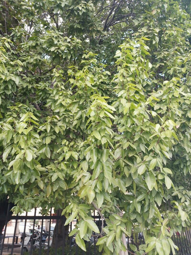 Melicoccus jimenezii leaf