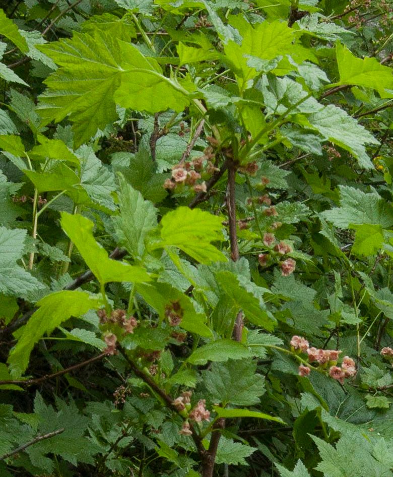 Ribes petraeum flower