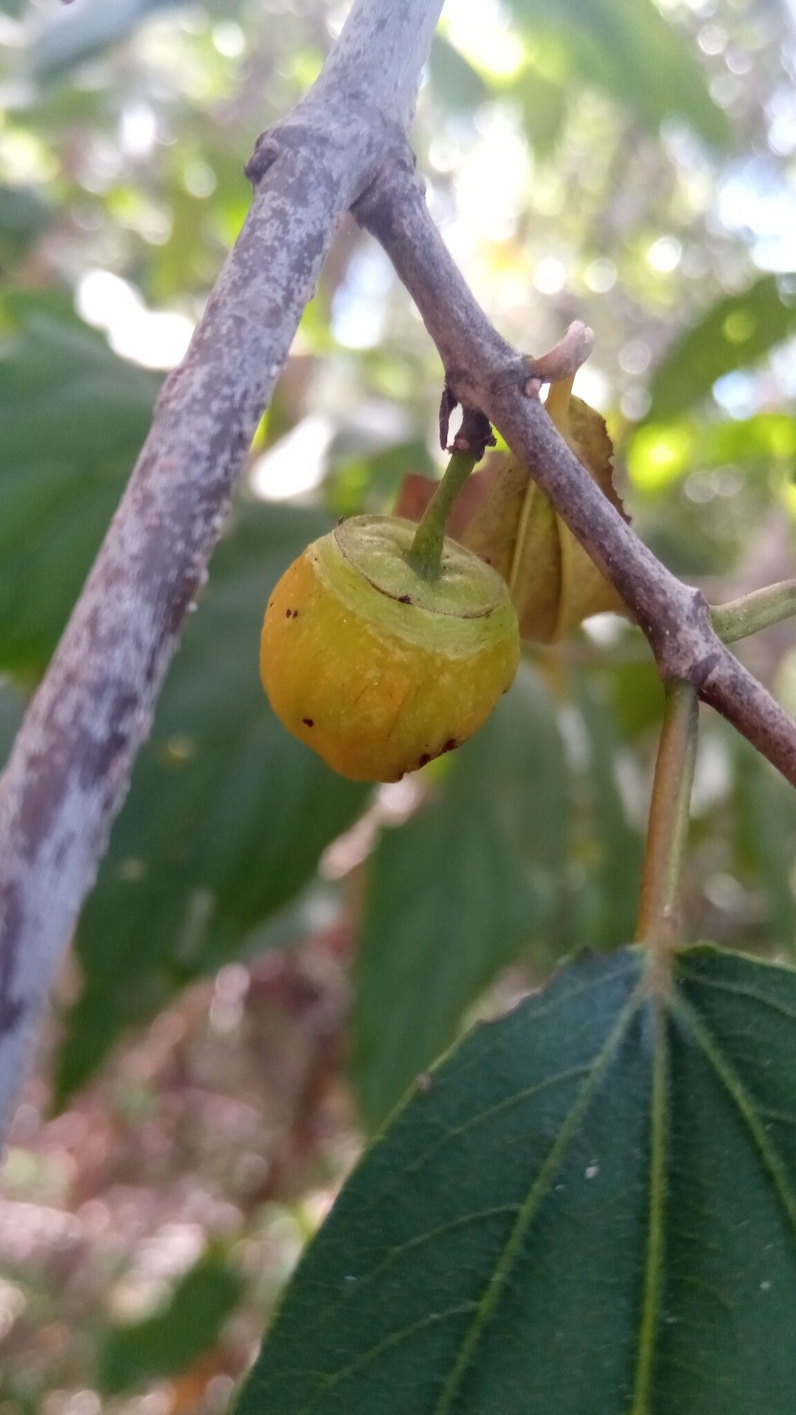 Colubrina decipiens fruit