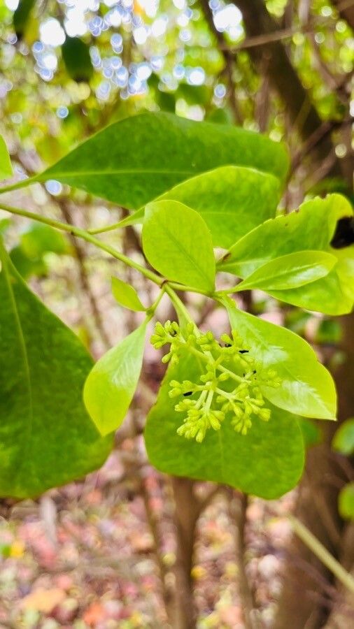Pisonia fragrans — related species from the same genus