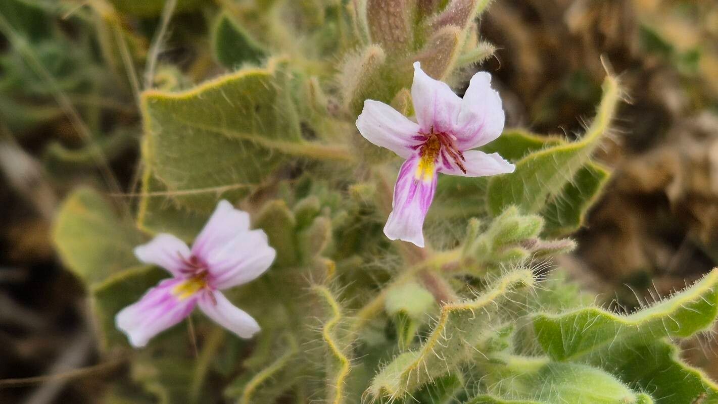 Petalidium pilosibracteolatum flower
