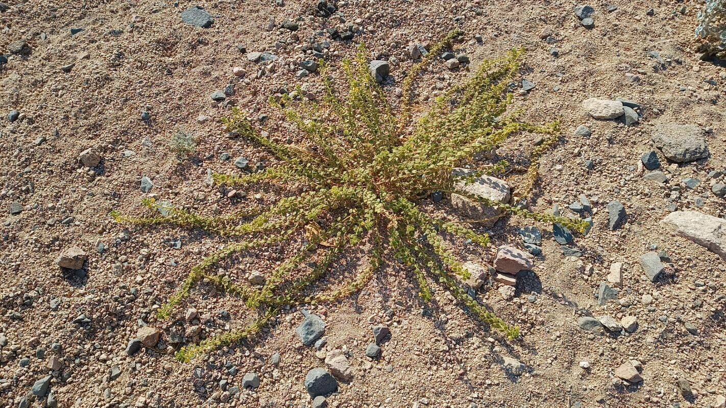 Cleome chrysantha habit