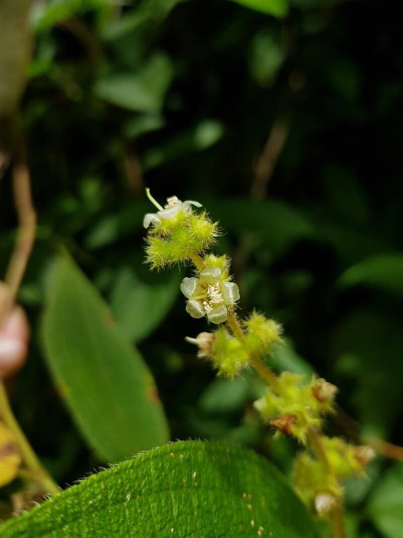 Miconia dependens flower