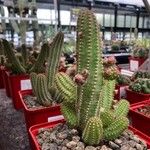 Echinopsis chamaecereus