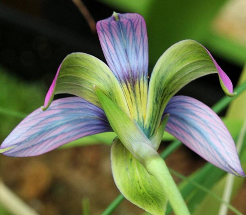 Romulea eximia flower