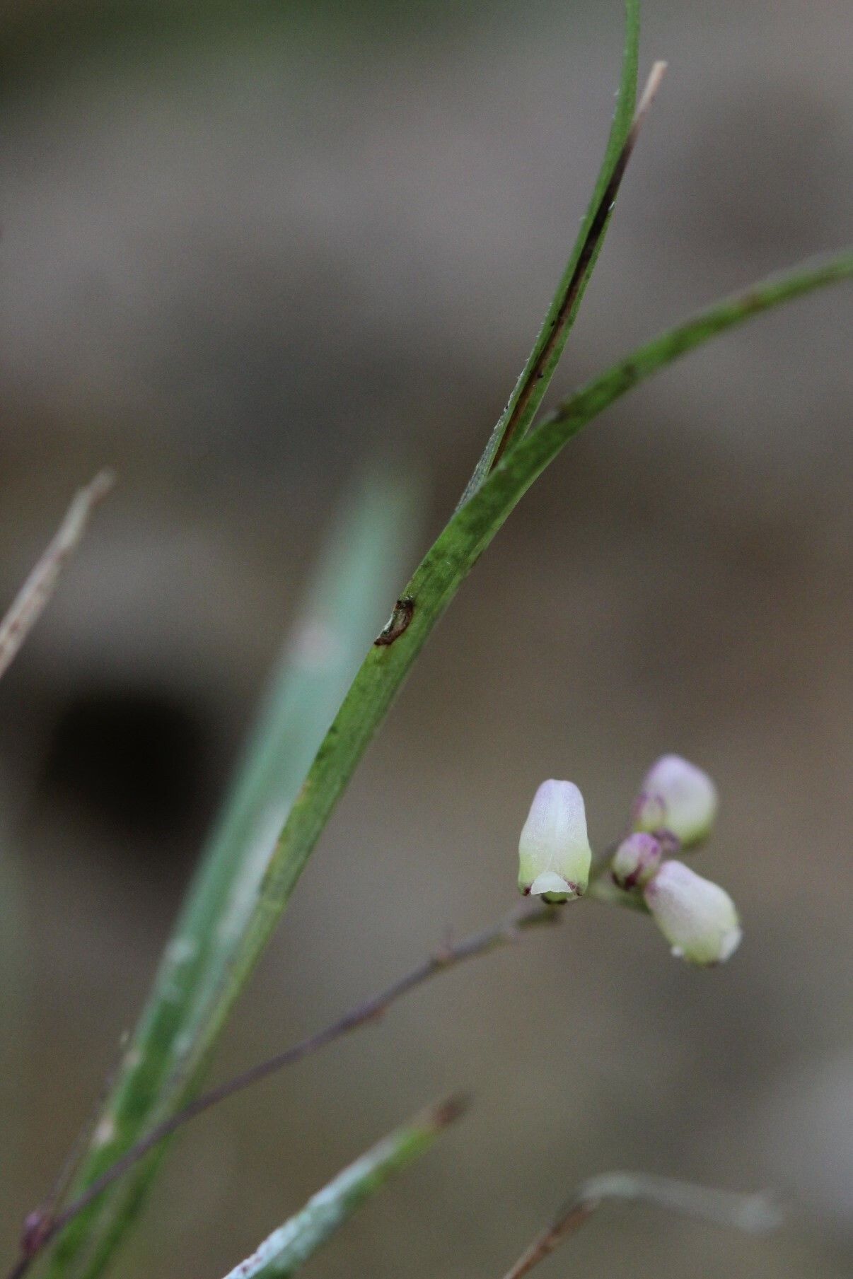 Polystachya seticaulis flower