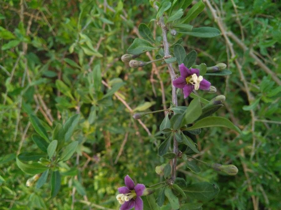 Lycium europaeum flower