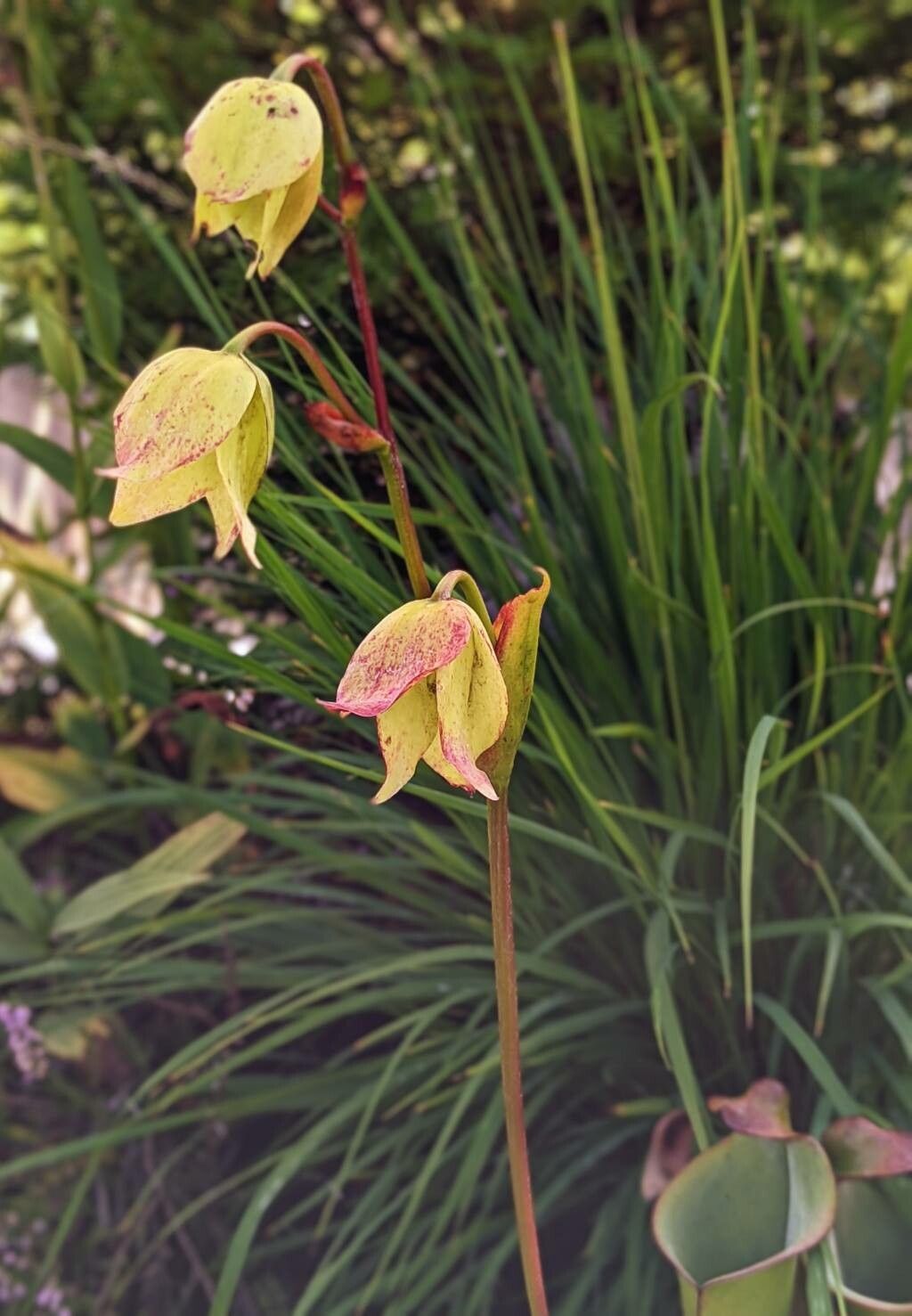 Heliamphora heterodoxa flower