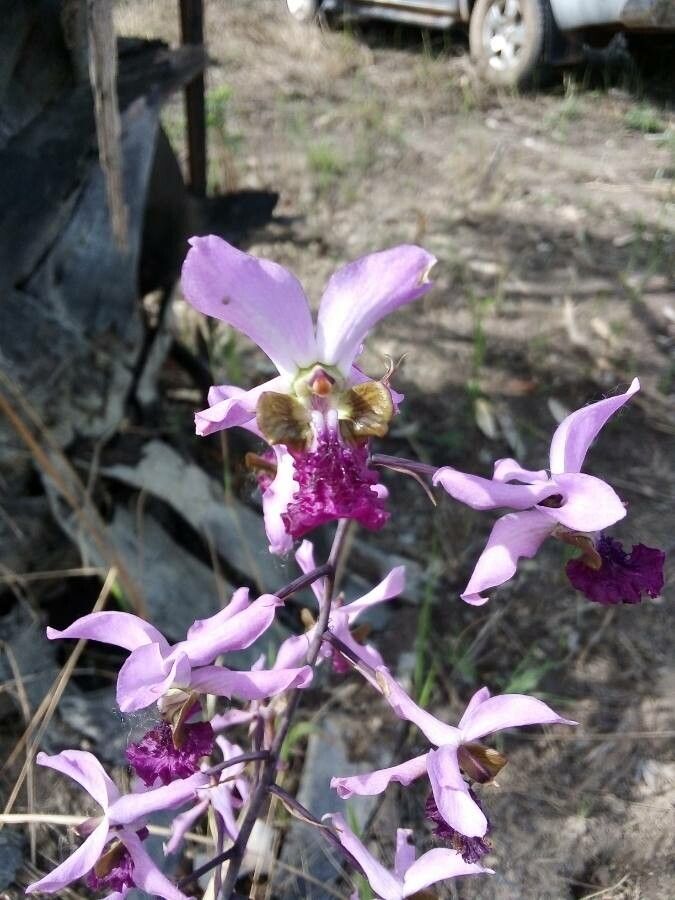 Eulophia cristata — houseplant care guide