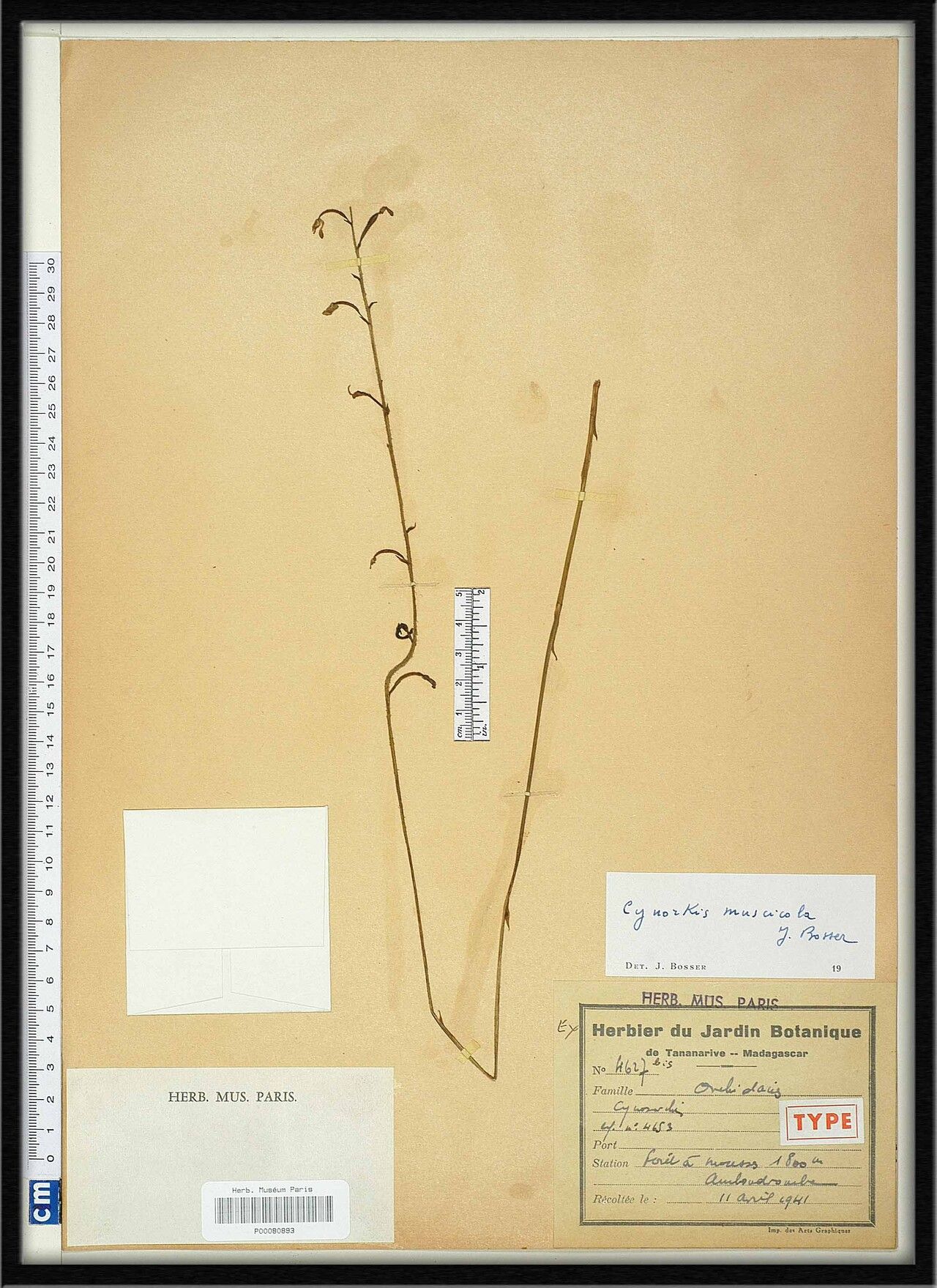 Cynorkis muscicola — houseplant care guide