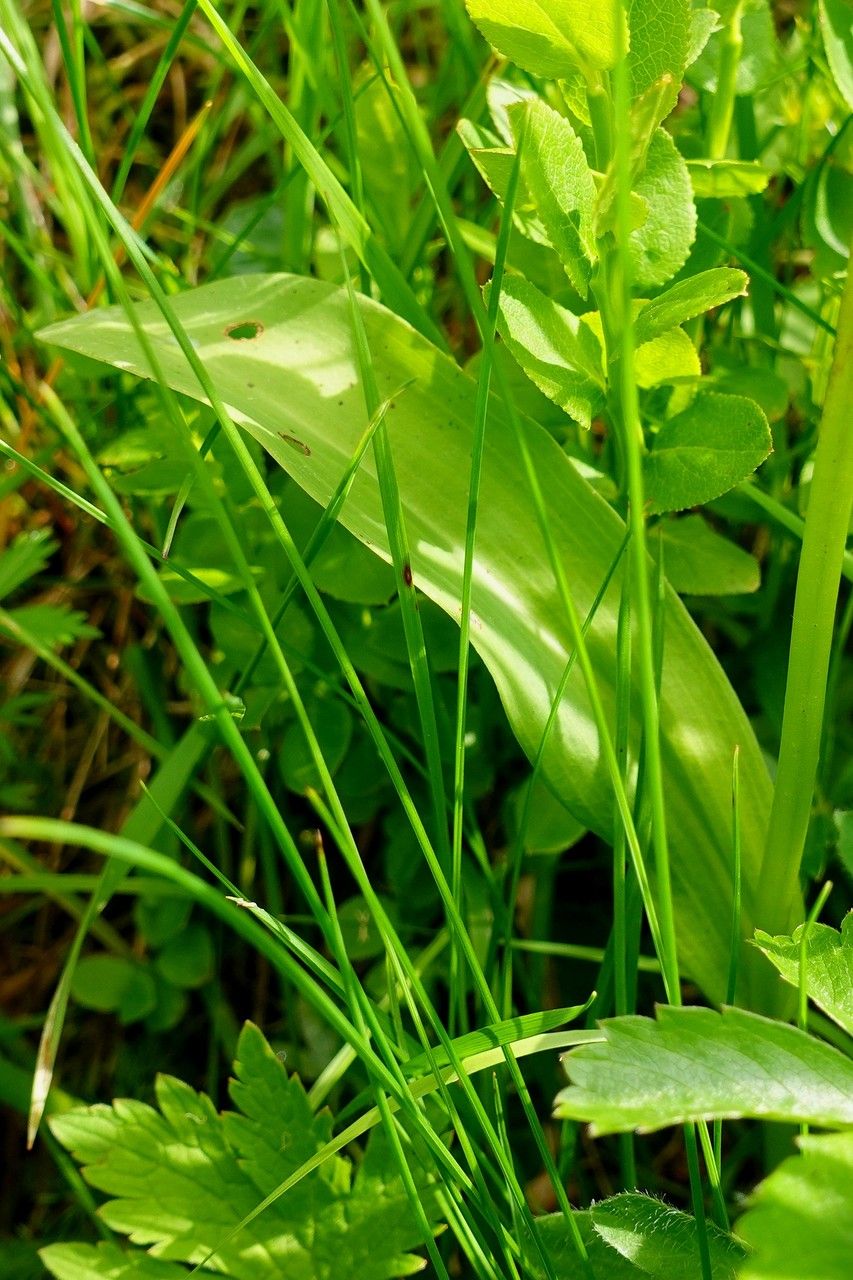 Traunsteinera globosa — search result for 'Orchidaceae'