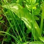 Traunsteinera globosa