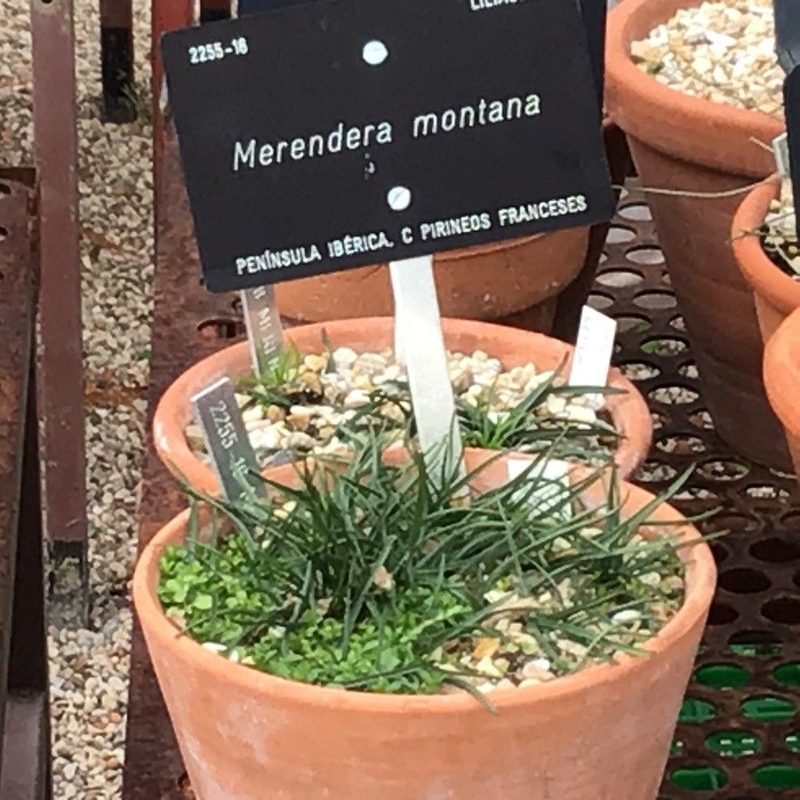 Colchicum montanum — search result for 'Colchicum'