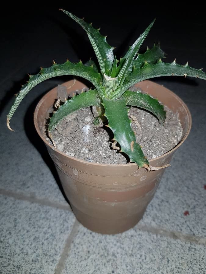 Dyckia brevifolia bark