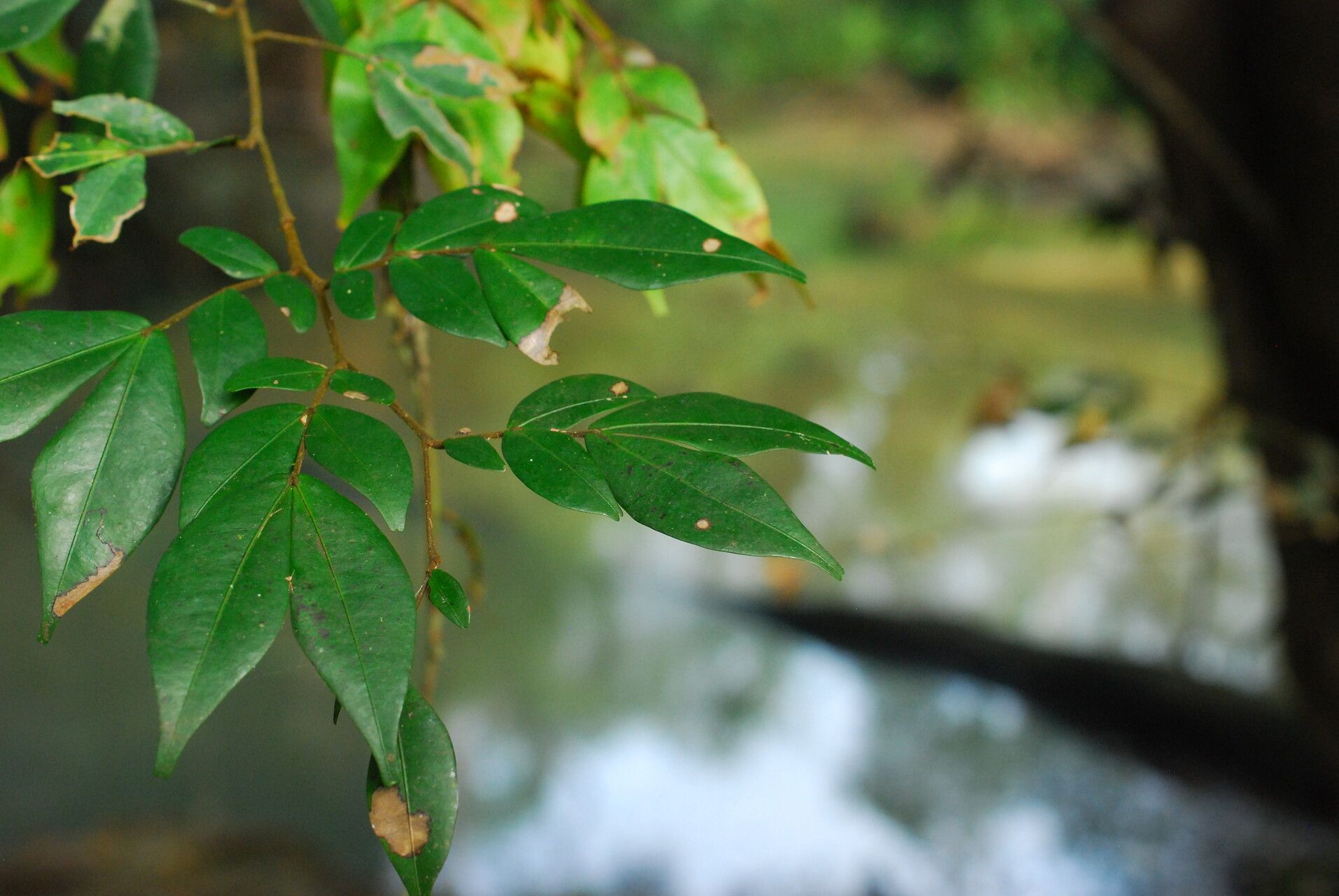Cynometra mannii leaf