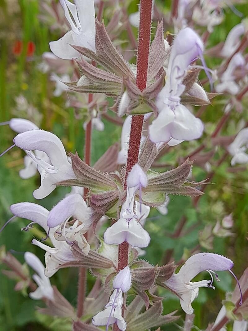 Salvia limbata flower