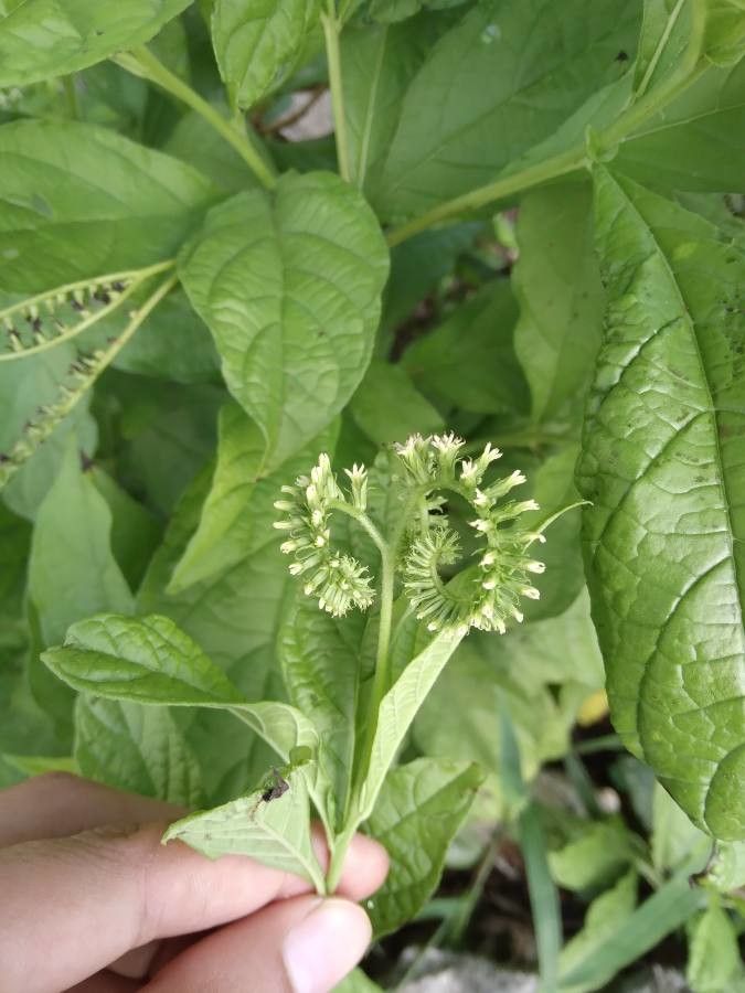 Tournefortia glabra flower