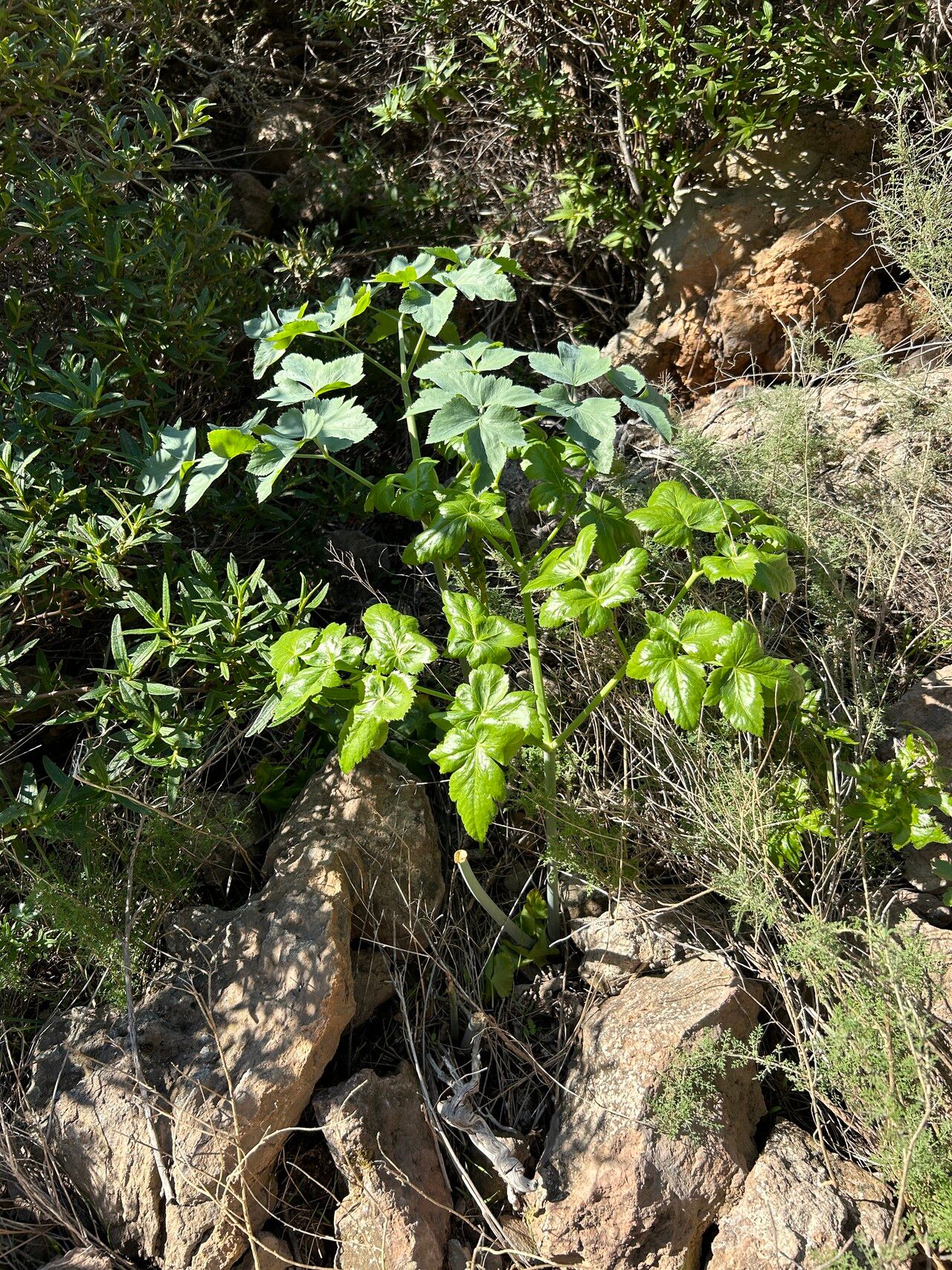 Athamanta cervariifolia leaf