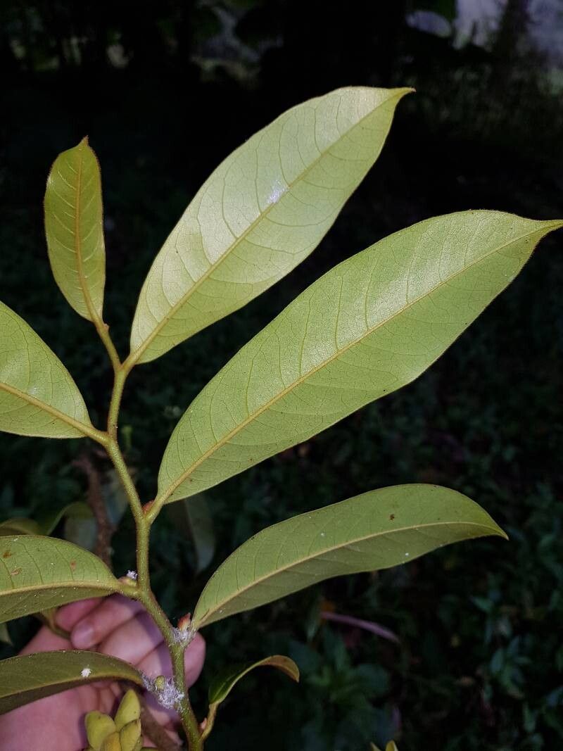 Guatteria oliviformis — houseplant care guide