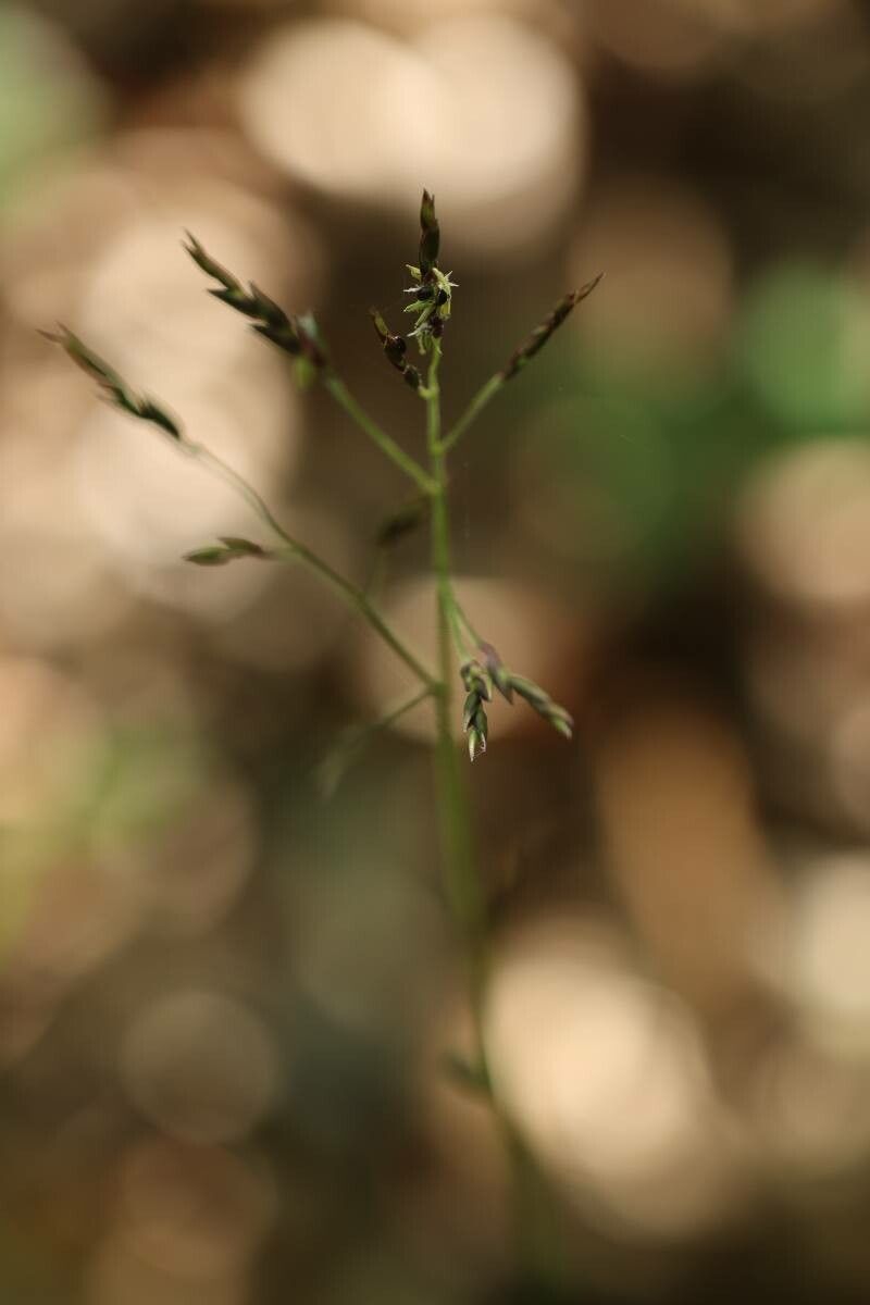 Sasa senanensis flower
