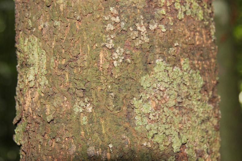 Xylopia pulcherrima bark
