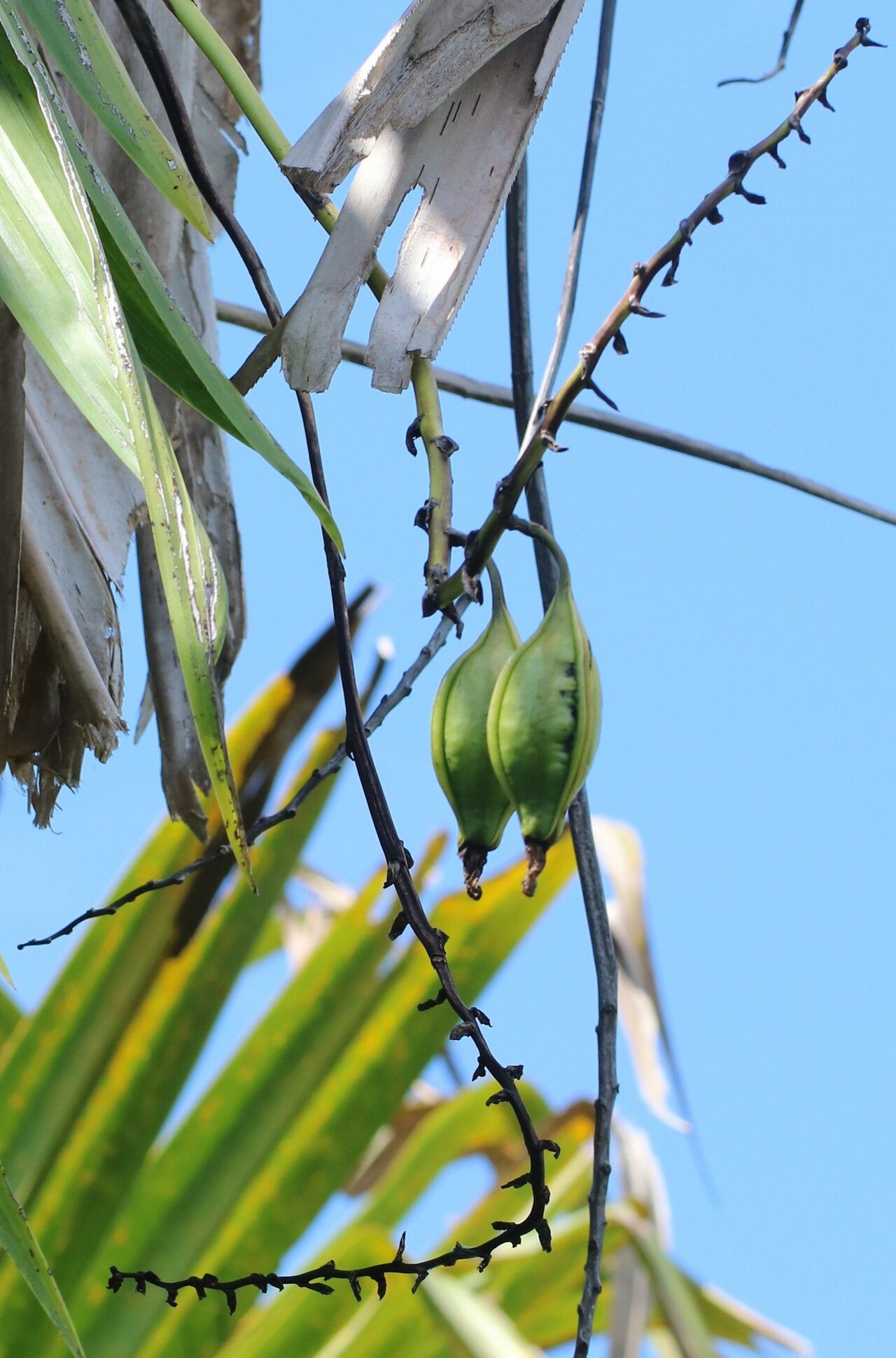 Eulophia roempleriana fruit