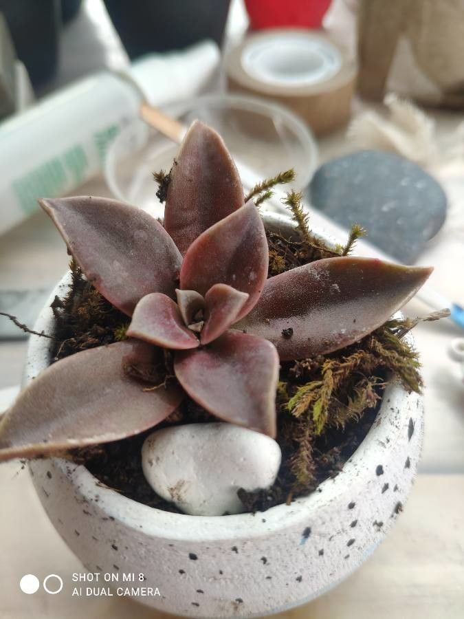 Echeveria carnicolor fruit