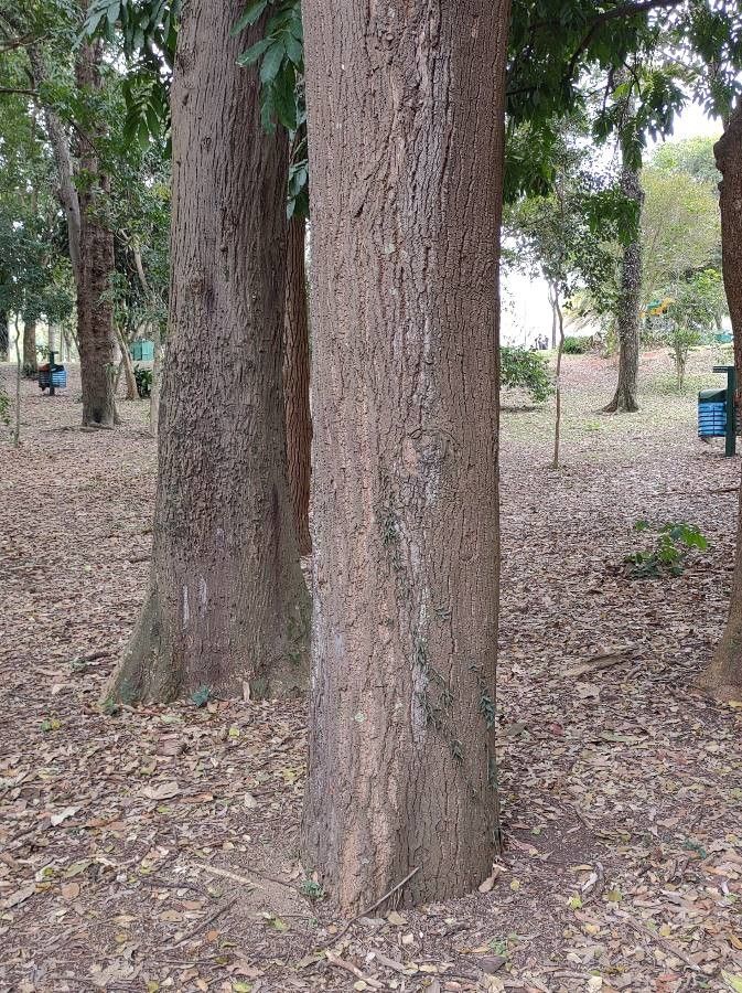 Trichilia dregeana bark