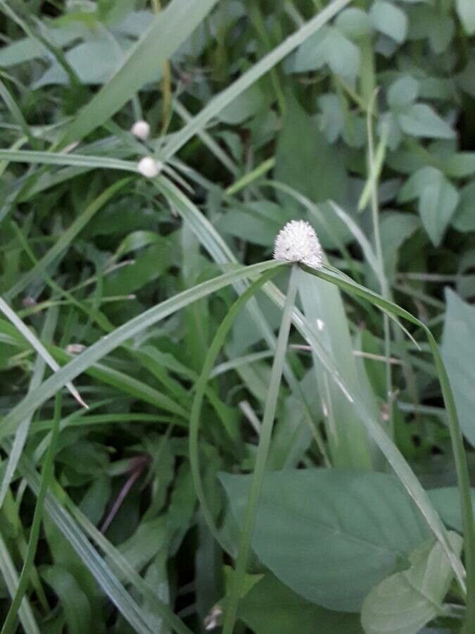 Kyllinga bulbosa bark