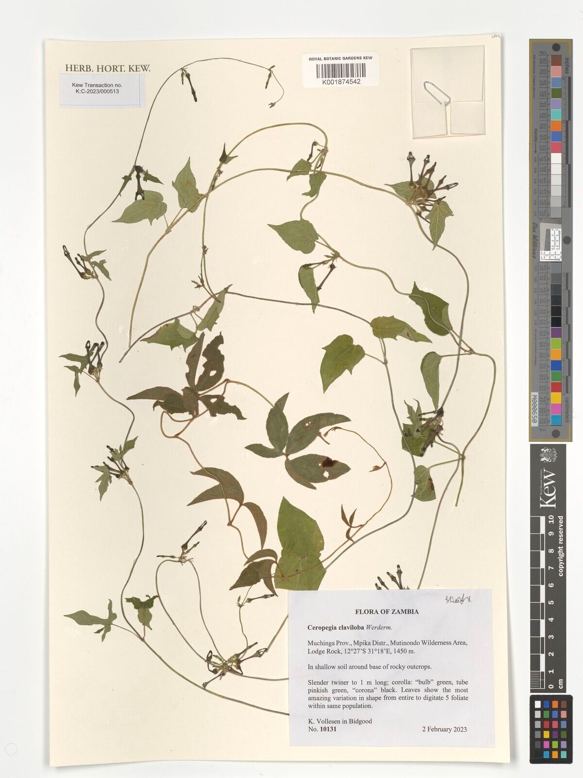 Ceropegia claviloba — search result for 'Ceropegia'