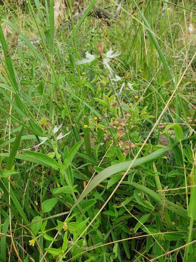 Ocimum filamentosum flower