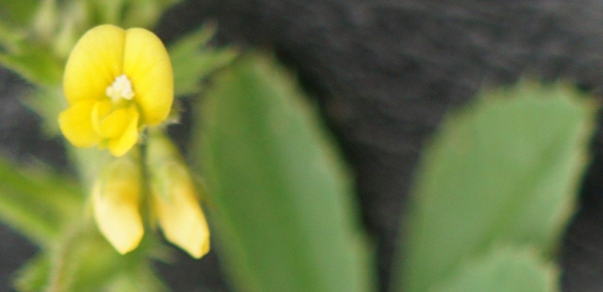 Medicago rugosa flower