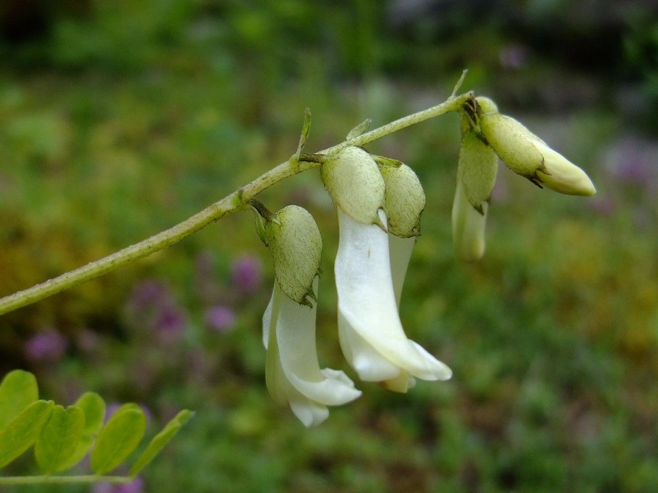 Astragalus mongholicus flower
