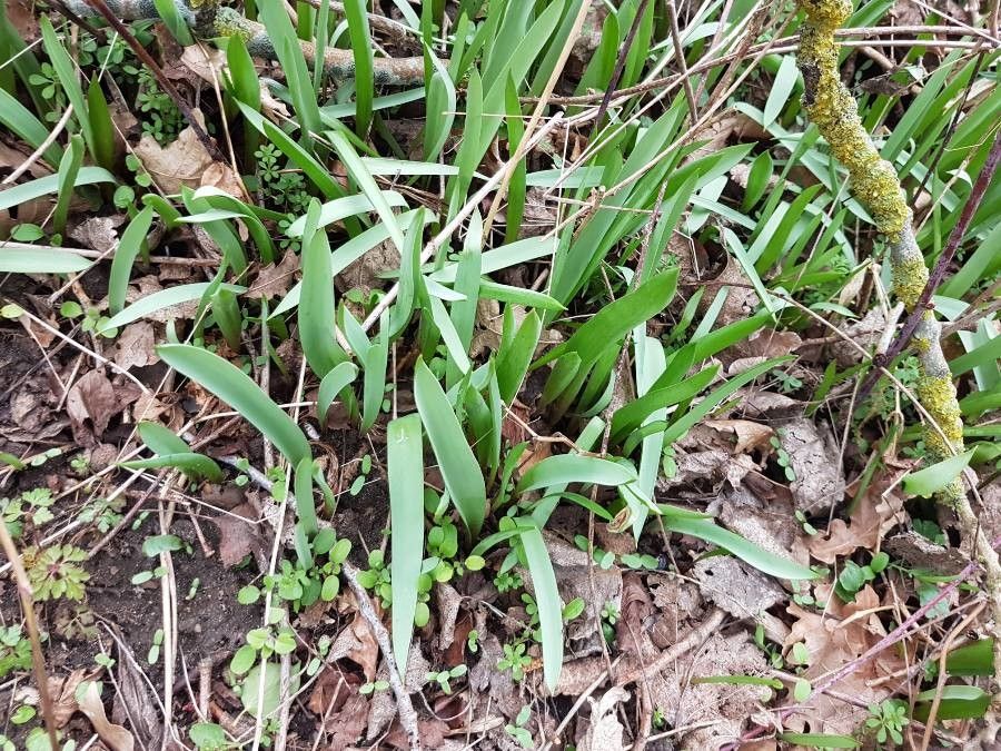 Tulipa lortetii — search result for 'Jordan'