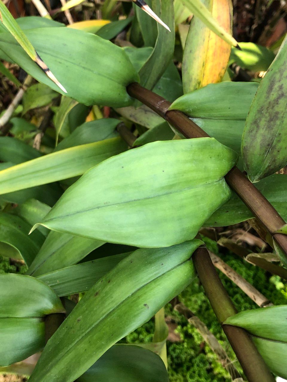 Epidendrum porphyreum leaf