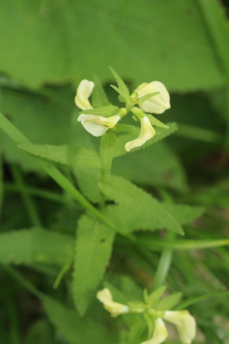 Pedicularis yezoensis — houseplant care guide