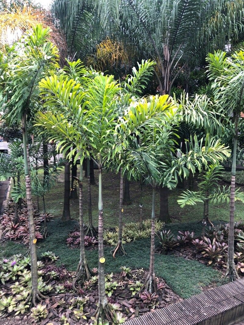 Socratea exorrhiza habit