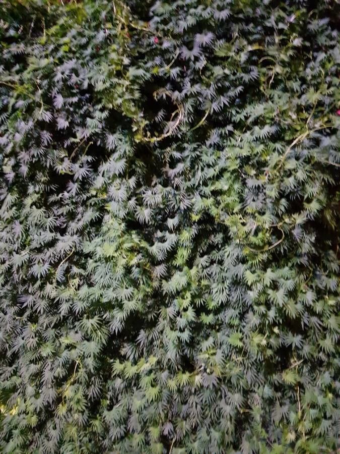 Quamoclit coccinea habit